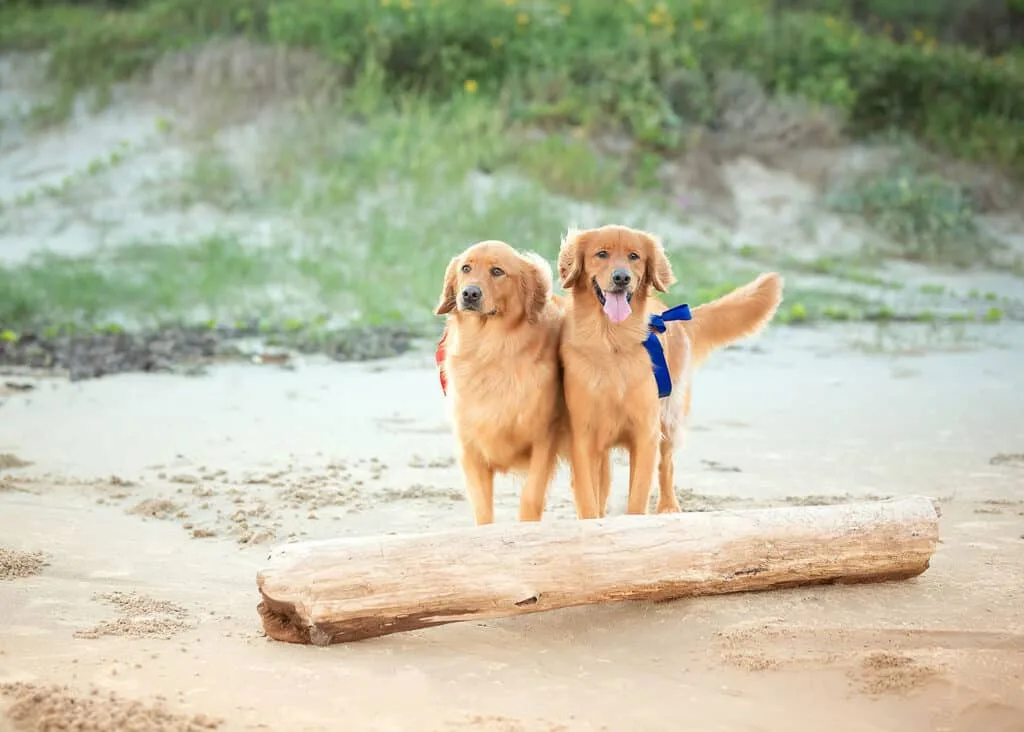 Austin Family Photographer 54 Pet Photography - Zesty Orange Photography by Olesya Redina
